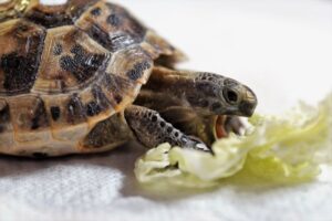 What Can Turtles Eat? | 130 Turtle Safe Foods | The Pet Supply Guy