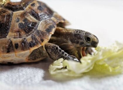 What Can Turtles Eat