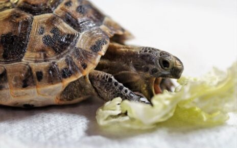 What Can Turtles Eat