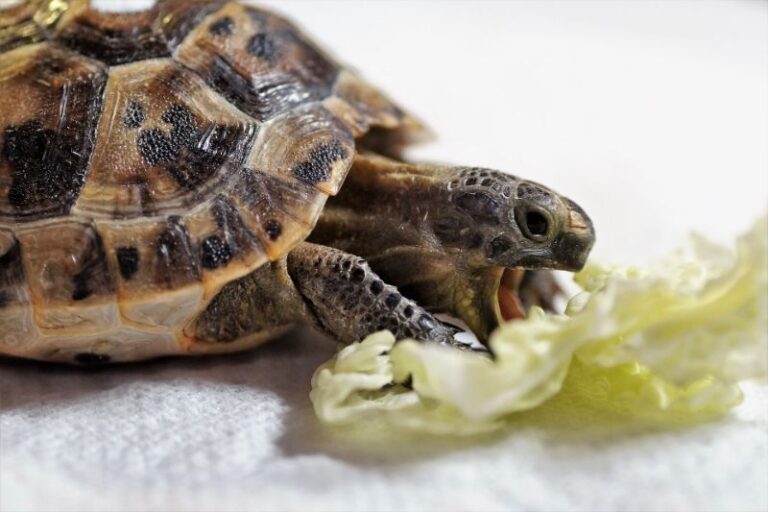 What Can Turtles Eat? 130 Turtle Safe Foods The Pet Supply Guy