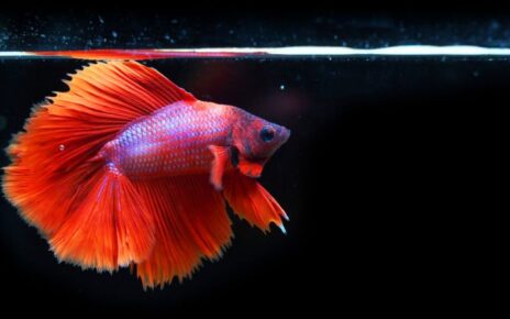 What Color Light is Best for Betta Fish
