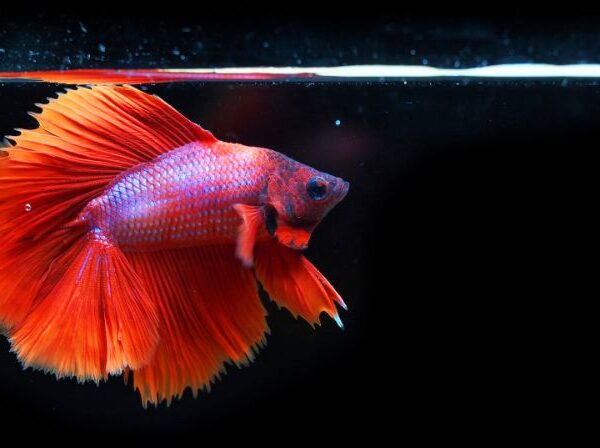 What Color Light is Best for Betta Fish