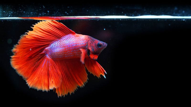 What Color Light is Best for Betta Fish