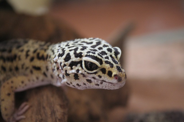 What Do Baby Geckos Eat