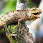 What Do Baby Iguanas Eat | Baby Iguana Food