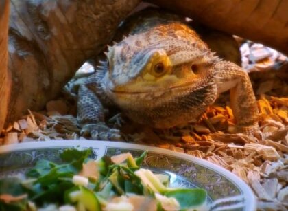 What Do Bearded Dragons Like To Eat