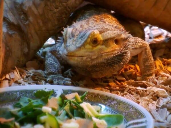 What Do Bearded Dragons Like To Eat