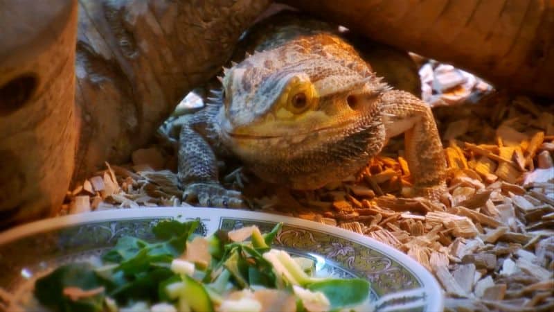 What Do Bearded Dragons Like To Eat