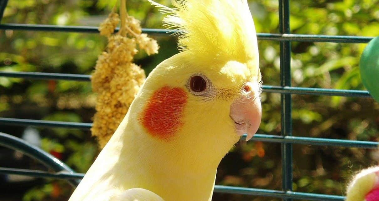 What Do Cockatiels Eat for Treats