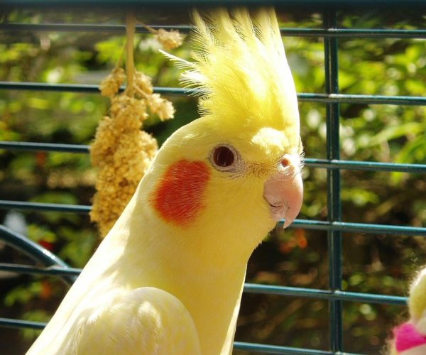 What Do Cockatiels Eat for Treats