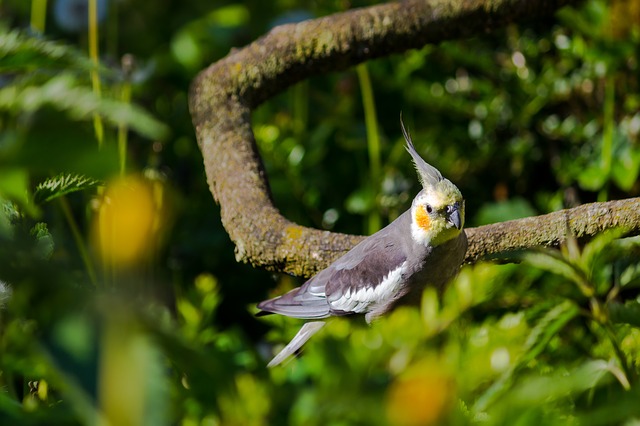 What Do Cockatiels Eat in the Wild