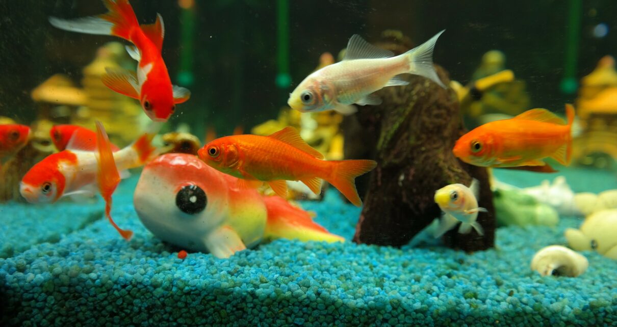 What Do Goldfish Like in Their Tank