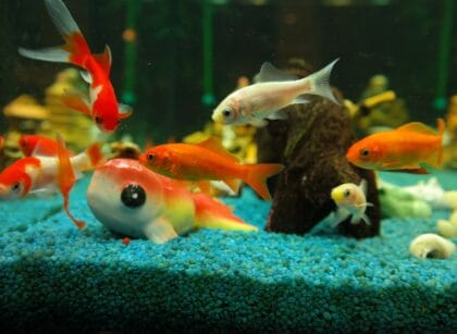 What Do Goldfish Like in Their Tank