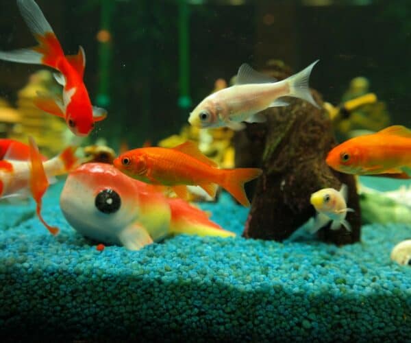 What Do Goldfish Like in Their Tank