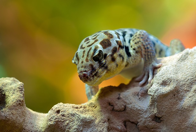 What Do Leopard Geckos Eat in the Wild