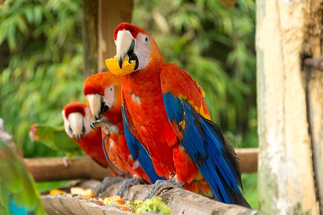What Do Macaws Like to Eat