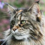 What Do Maine Coon Cats Like To Play With