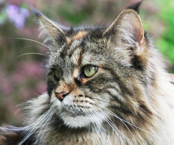 What Do Maine Coon Cats Like To Play With