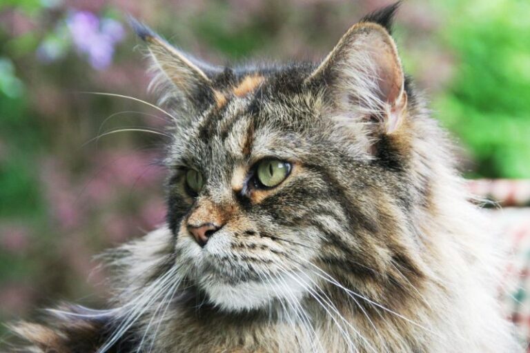 What Do Maine Coon Cats Like To Play With Best Maine Coon Cat Toys