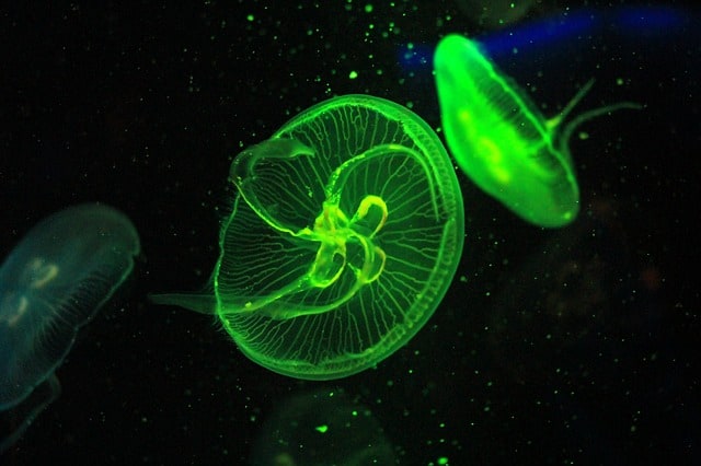 What Makes GloFish Glow