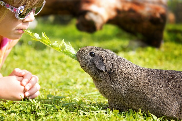 What Nutrients do Guinea Pigs Need