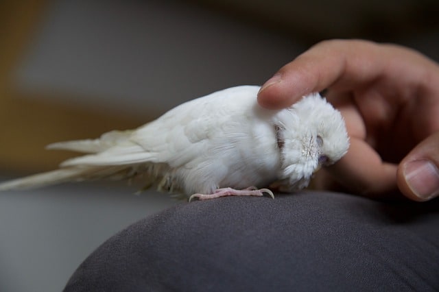 Budgies Like Head Scratches