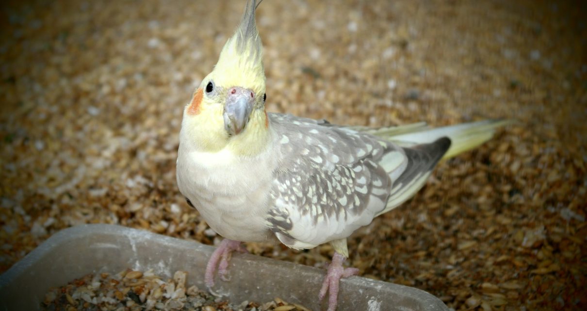 What do Cockatiels Like to Eat