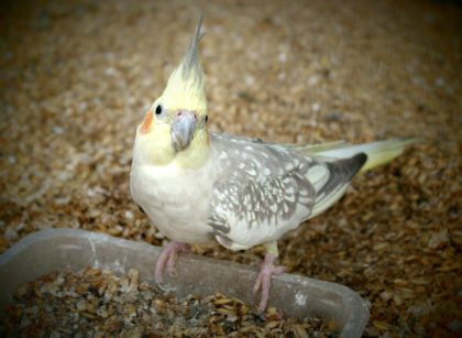 What do Cockatiels Like to Eat