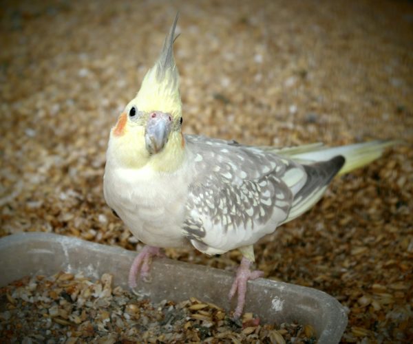 What do Cockatiels Like to Eat