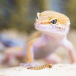 What do Geckos Like to Eat