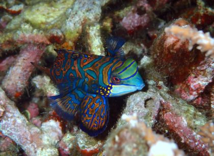 What do Mandarin Fish Eat
