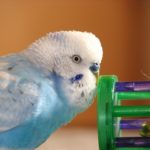 What do Parakeets Like to Play With