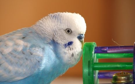 What do Parakeets Like to Play With