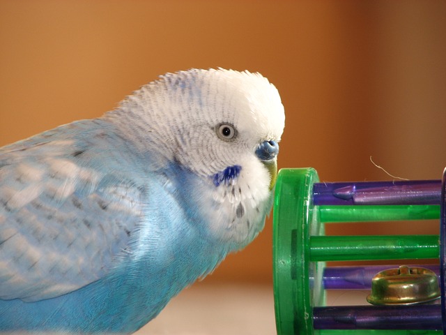 What do Parakeets Like to Play With