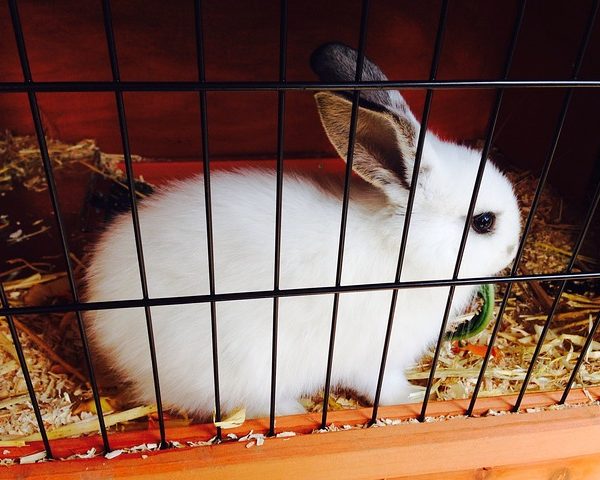 What do Rabbits Need in their Cage