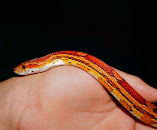 What is the Friendliest Snake