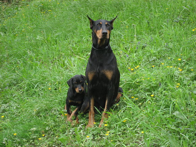 What to Feed My Doberman Puppy CC SA 3.0
