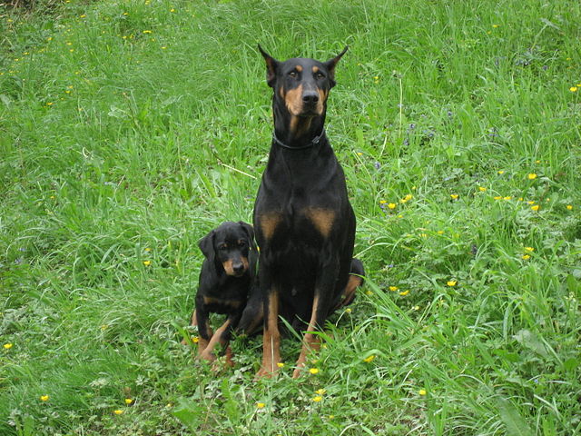 doberman puppy food