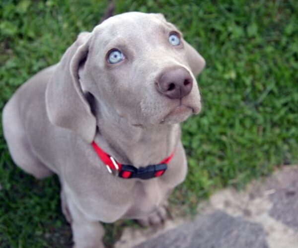 Why Are Weimaraners So Clingy
