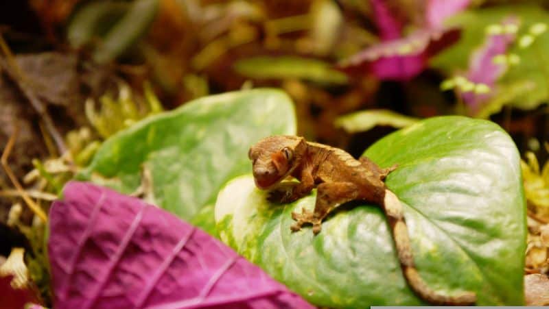 Why Do Crested Geckos Lose their Tails