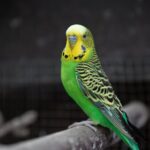 Why Do Parakeets Bob their Heads