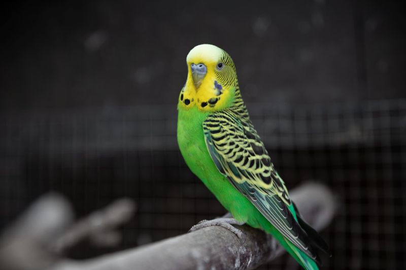 Why Do Parakeets Bob their Heads