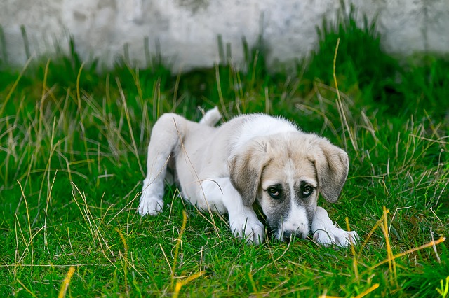 Why are Raisins Toxic to Dogs