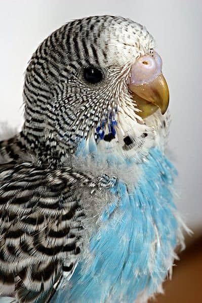 Why is molting uncomfortable for your budgie - Sebastian Ritter CC BY-SA 2.5
