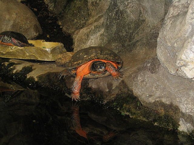 Wood Turtle (Glyptemys insculpta)