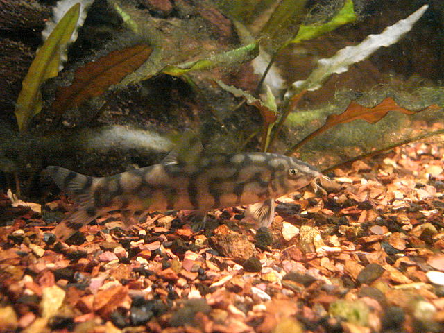Yoyo Loach - Fish that Eat Snails