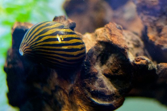 Types of Nerite Snails