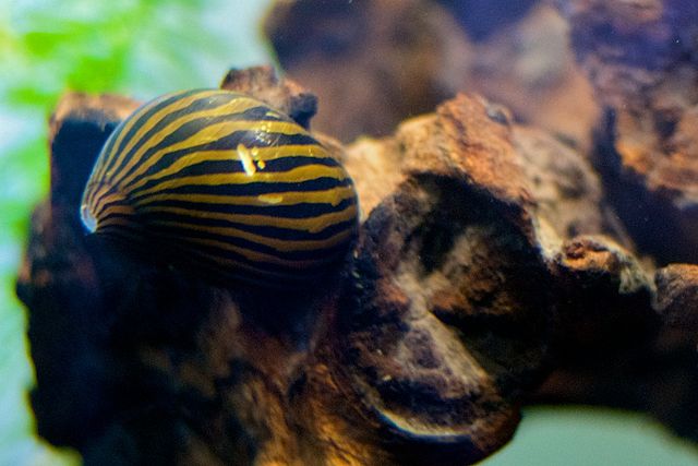 Zebra Nerite Snail - Best Tank Mates for Guppies