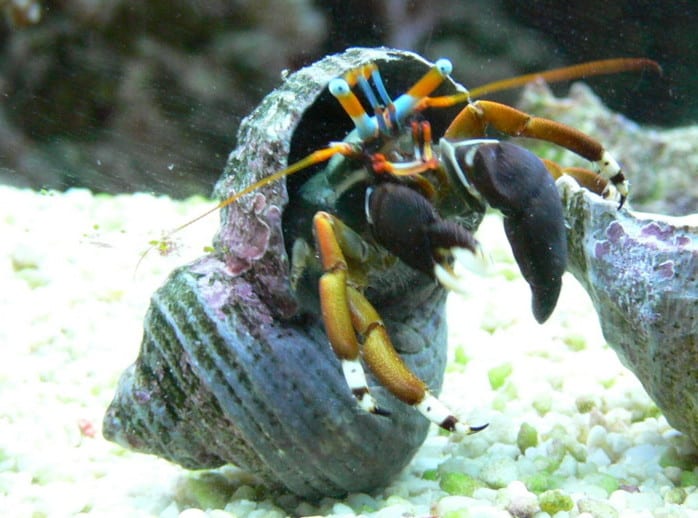 Zebra Reef Hermit Crab - Calcinus laevimanus