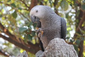 Best Pet Birds that Talk